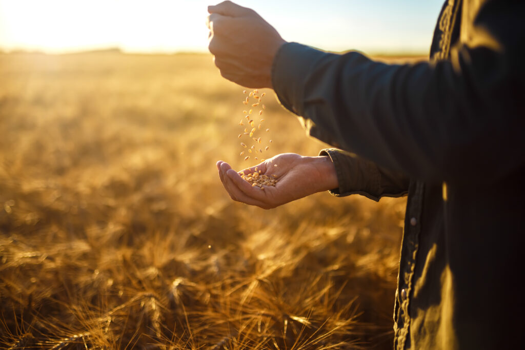 A man pouring grain into his hand while standing in the field Counting of the Omer