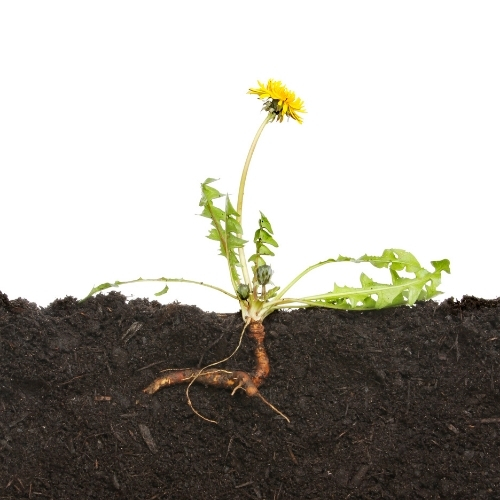 Dandelion in soil showing the root, demonstrating the root of struggles.