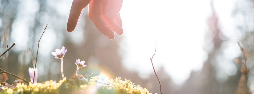 A hand stretched out to touch a small flower. 