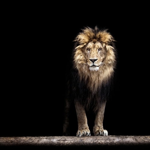 A lion standing on a wooden platform with a black background.