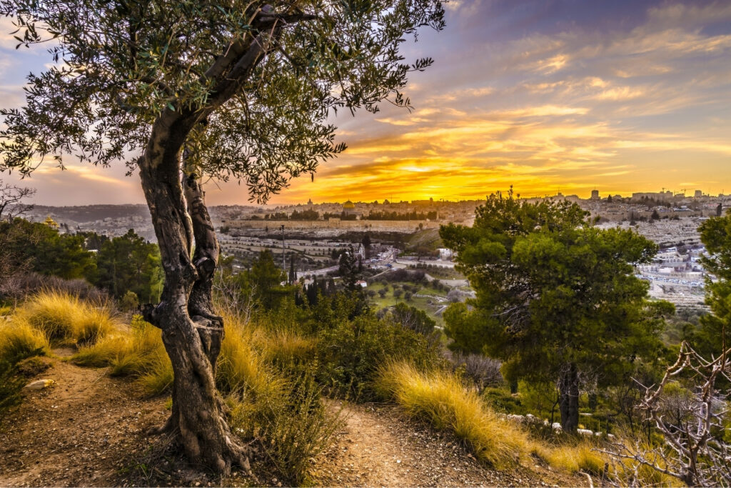An olive tree on a hill, overlooking Jerusalem at sunset–Symbolism for the connection between Shavuot and Pentecost. 