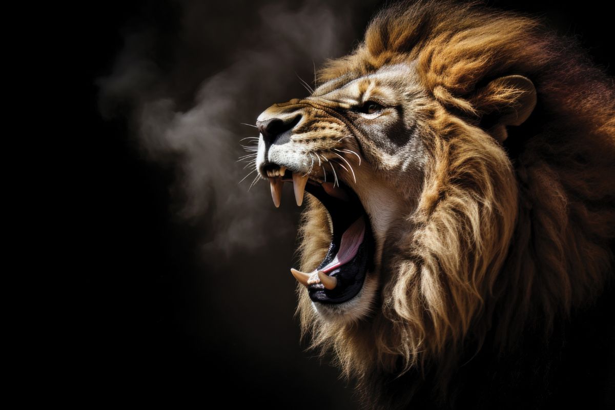 old lion roaring against a stark black backdrop, overcoming the spirit of fear by the power of the Holy Spirit like the Lion of Judah.
